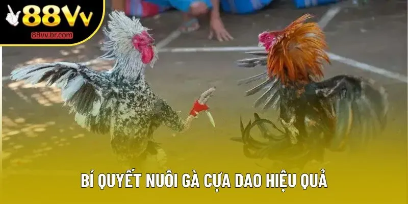 Bí quyết nuôi gà cựa dao hiệu quả Bí quyết nuôi gà cựa dao hiệu quả