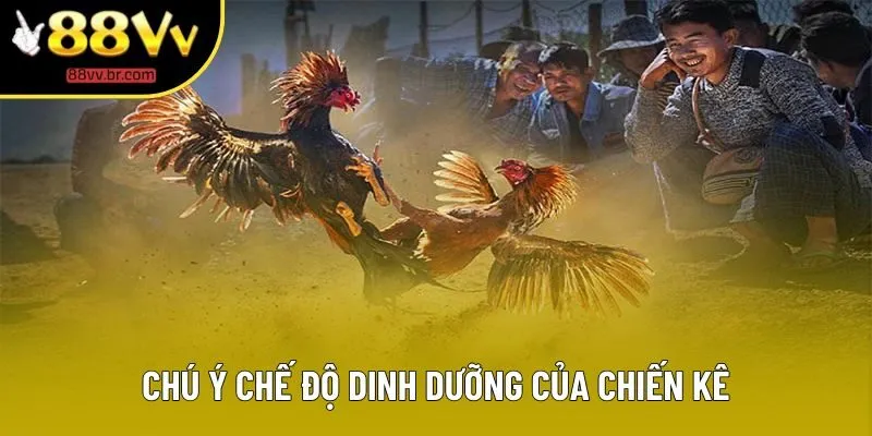 Chú ý chế độ dinh dưỡng của chiến kê Chú ý chế độ dinh dưỡng của chiến kê