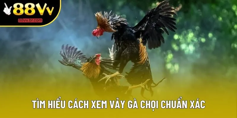 Tìm hiểu cách xem vảy gà chọi chuẩn xác