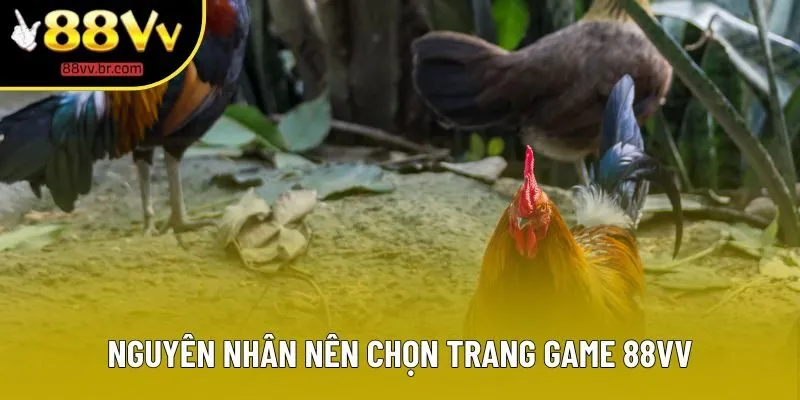 Nguyên nhân nên chọn trang game 88VV 