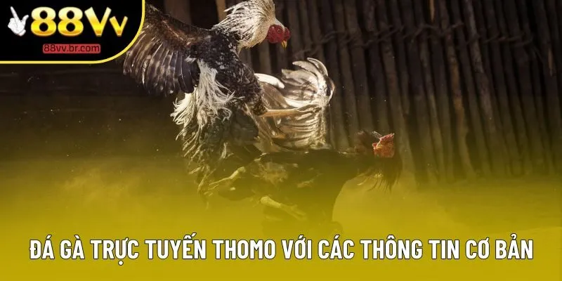 Đá gà trực tuyến Thomo với các thông tin cơ bản Đá gà trực tuyến Thomo với các thông tin cơ bản