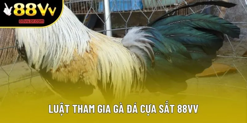 Luật tham gia gà đá cựa sắt 88VV