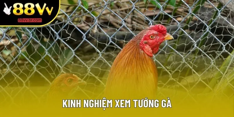 Kinh Nghiệm Xem Tướng Gà Tại 88VV Để Chọn Chiến Kê Mạnh