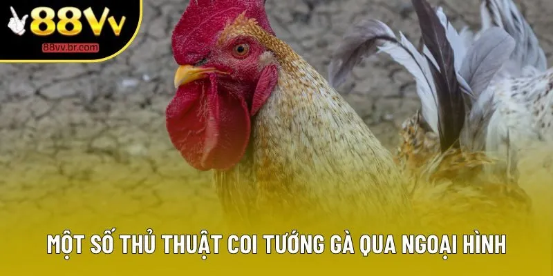 Một số thủ thuật coi tướng gà qua ngoại hình