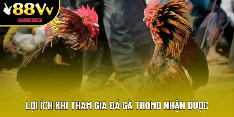 Lợi ích khi tham gia đá gà Thomo nhận được Lợi ích khi tham gia đá gà Thomo nhận được
