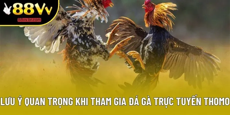 Lưu ý quan trọng cho hội viên tham gia đá gà trực tuyến Thomo Lưu ý quan trọng cho hội viên tham gia đá gà trực tuyến Thomo